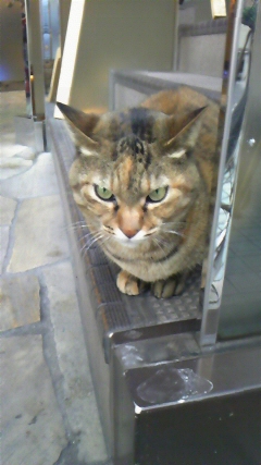 cat