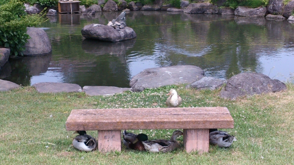 2013.5.25 ӂꂠ̋